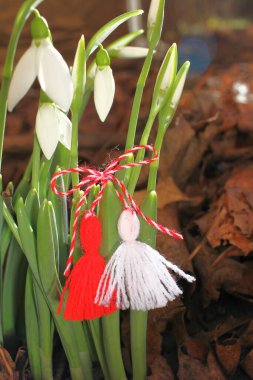 Kırmızı ve beyaz martenitalı kar damlaları. Beyaz kardelen çiçekleri ve martisor. İlki Bahar Çiçekleri ve Martenitsa ile Baba Marta Günü.