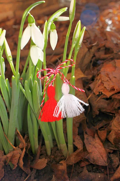 Sneeuwklokjes Met Rode Witte Martenitsa Witte Sneeuwdruppel Bloemen Martisor Eerste — Stockfoto