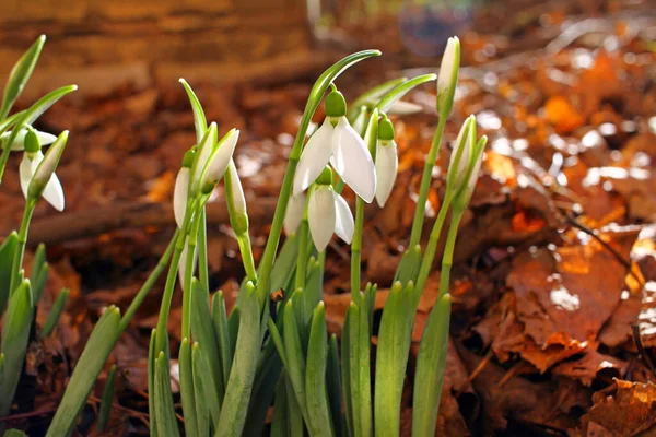 Schneeglöckchen Oder Galanthus Nivalis Sonnenlicht Schneeglöckchen Frühlingsblumen Muster — Stockfoto