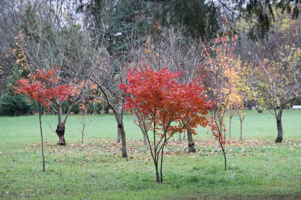 Japonês Árvore Bordo Vermelho Outono — Fotografia de Stock