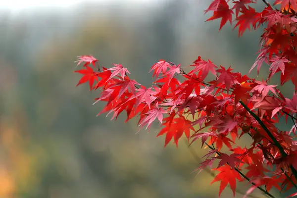 Bela Árvore Bordo Vermelho Japonês Folhas Outono — Fotografia de Stock