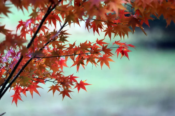 Bela Árvore Bordo Vermelho Japonês Folhas Outono — Fotografia de Stock