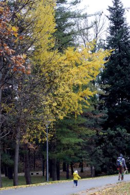 Sonbaharda parkta sarı yapraklı Ginkgo biloba ağacı.