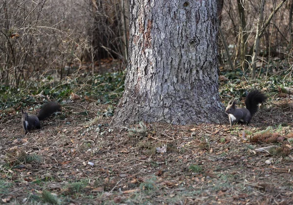 Две Белки Играют Лесу Парке — стоковое фото
