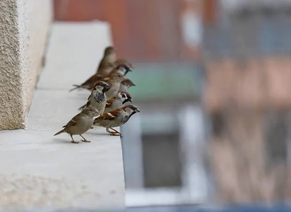 Flock Sparrows Eat Seeds Railing Flying Sparrows — Stock Photo, Image