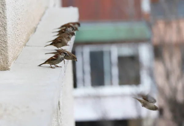 Bir Serçe Sürüsü Tırabzanda Tohum Yiyor Uçan Serçeler — Stok fotoğraf