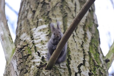 Sincap bir ağaç dalında duruyor. 