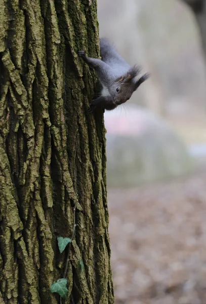 Una Ardilla Linda Trepa Tronco Árbol —  Fotos de Stock