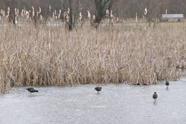 Sıradan bir bozkır tavuğu sürüsü (Gallinula kloropusu) ya da su tavukları donmuş bir gölde yürürler.
