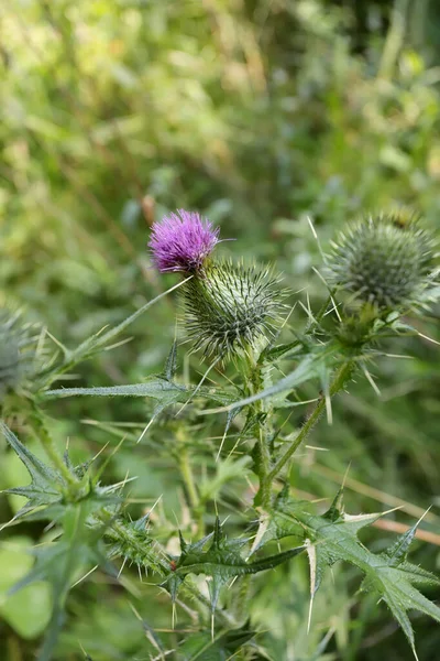 Lándzsa Bogáncs Cirsium Vulgare Virág — Stock Fotó