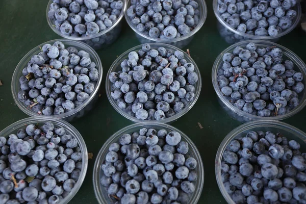 Bosbessen Een Kom Organische Antioxidanten — Stockfoto