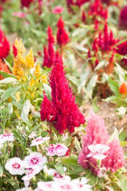 Bahçedeki güzel kırmızı çiçek