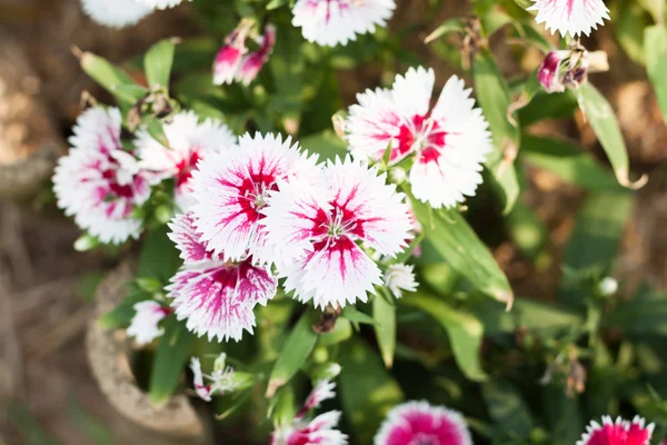 Beautiful white flower in garden — Stock Photo, Image