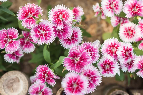 ดอกไม้สีชมพูที่สวยงามในสวน — ภาพถ่ายสต็อก