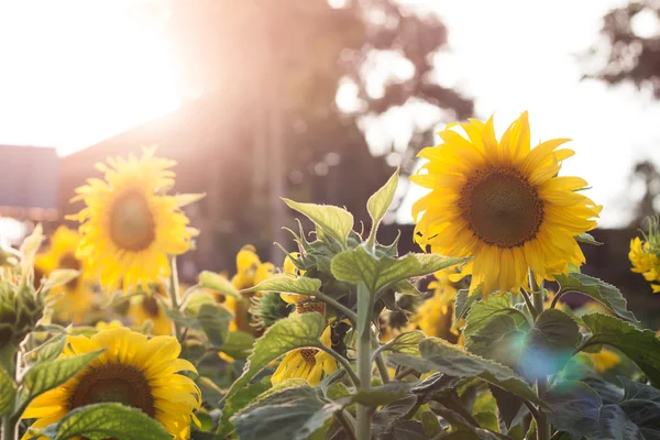 Hermoso girasol sobre fondo natural con filtro vintage st — Foto de Stock