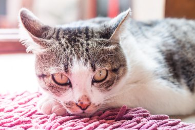 Tay kedi evde vintage filtresiyle yalancılık aşağı