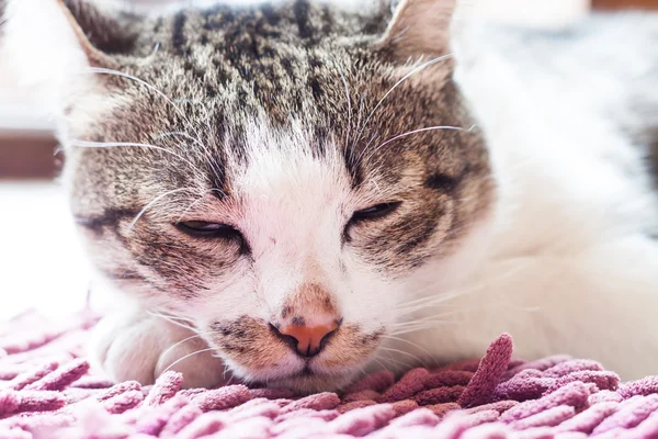 Gatto tailandese sdraiato a casa — Foto Stock