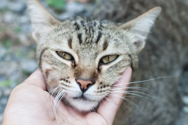 A mão da mulher na pena do gato tailandês bonito — Fotografia de Stock