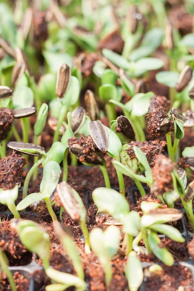 Sunflower seeds sprout in organic farm — Stock Photo, Image