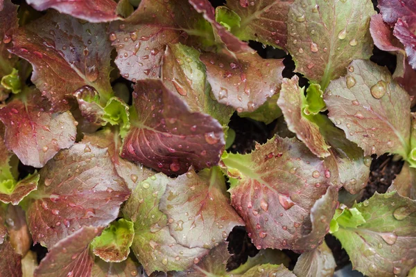 Young red coral salad plant in organic farm — Stock Photo, Image