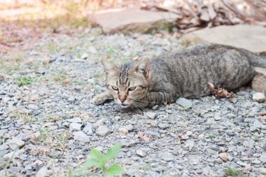 Tay kedi ile bırakmasını rahatla mesaj