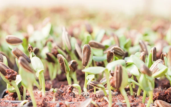 Germoglio di semi di girasole in azienda biologica — Foto Stock