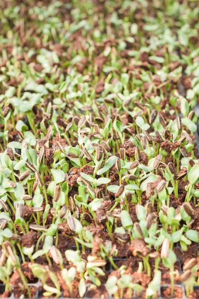 Germoglio di semi di girasole in azienda biologica — Foto Stock