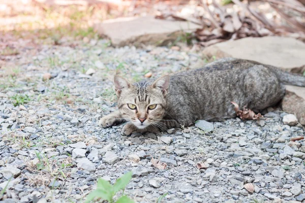 Gato tailandês que estabelece com o correio de relaxamento — Fotografia de Stock