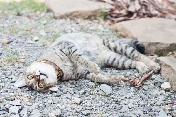 Gato tailandês que estabelece com o correio de relaxamento — Fotografia de Stock