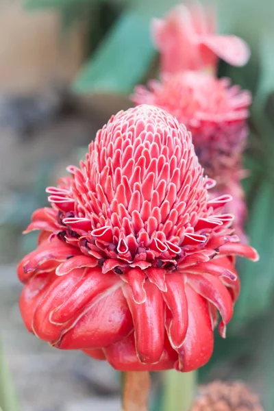 Closeup red torch ginger flower — Stock Photo, Image