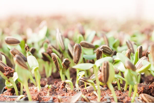 Germoglio di semi di girasole in azienda biologica — Foto Stock