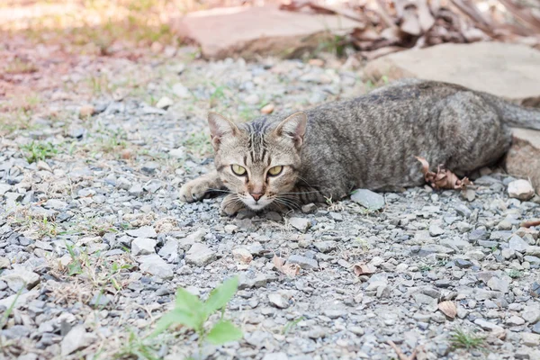 タイ猫と敷設リラックス ポスト — ストック写真