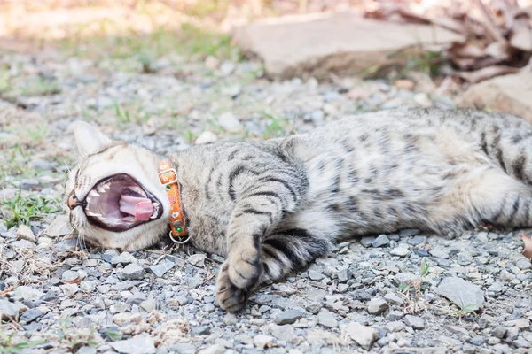 Thai cat yawning with relax post — Stock Photo, Image