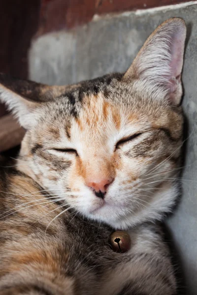 Siamese kat in huis te slapen — Stockfoto