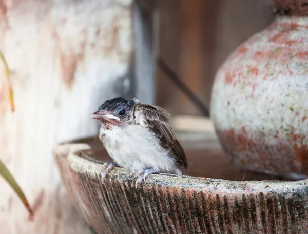 Närbild på en ung sparv på fontänen — Stockfoto