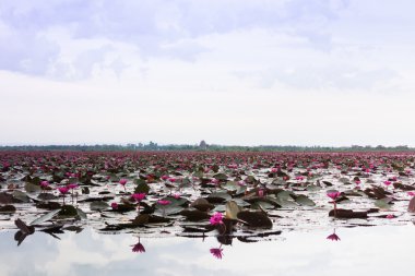 Kırmızı Lotus Udonthani Tayland (görünmeyen Tayland at Lake)