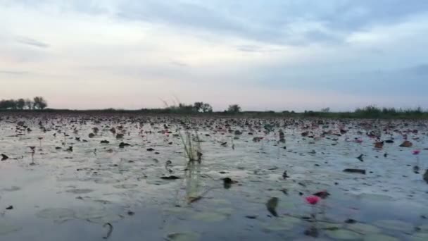 Toeristische boot bezoeken van poel van rode waterlelie nemen — Stockvideo