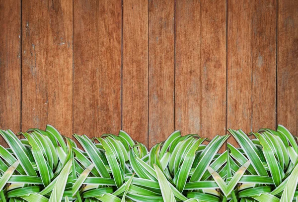Eski ahşap arka plan ve doku ile yeşil bitkiler — Stok fotoğraf