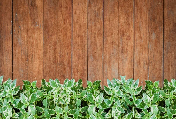 Plantas verdes com fundo de parede de madeira velha — Fotografia de Stock