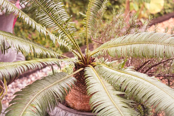 Hojas verdes en jardín casero con filtro vintage —  Fotos de Stock