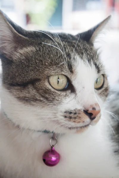 Κοντινό πλάνο με πορτρέτο του siamease γάτα — Φωτογραφία Αρχείου