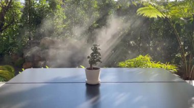 Tropik bahçede sisli Bonsai ağacı, stok videosu.