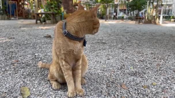 Siamese Gato Chilling Fuera Jardín Stock Video — Vídeos de Stock