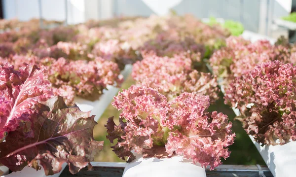 Czerwony koral roślin w gospodarstwie hydrophonic — Zdjęcie stockowe