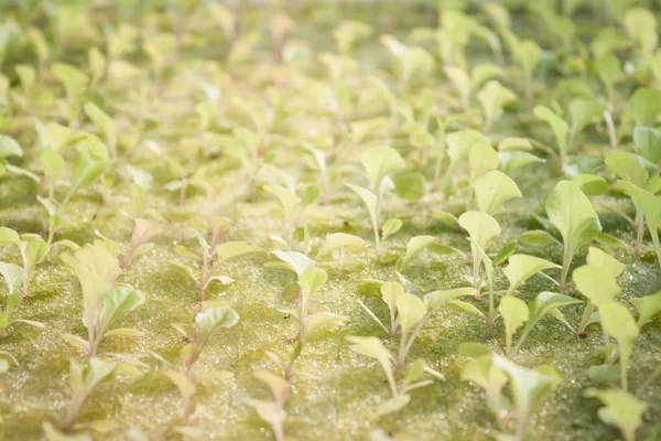 Hydrophonic plantation of vegetable salad — Stock Photo, Image