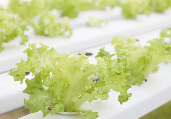 Frillice ijsberg planten op hydrophonic boerderij — Stockfoto