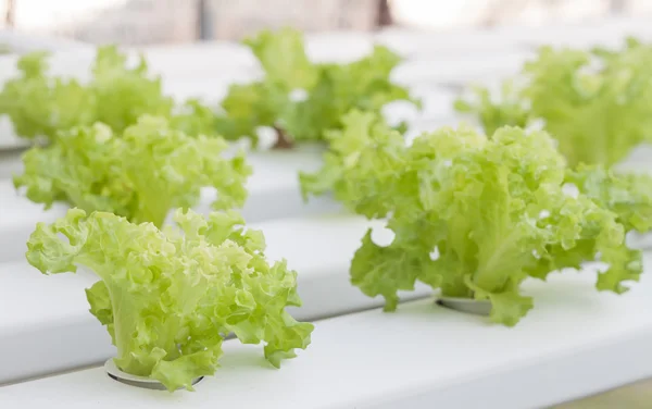 Groene koraal planten op hydrophonic boerderij — Stockfoto