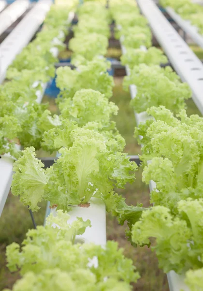 Green coral plants on hydrophonic farm — Stock Photo, Image