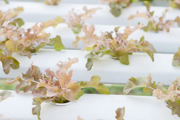 Closeup red oak plants on hydrophonic farm — Stock Photo, Image