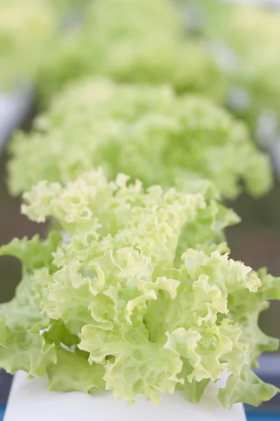 Gros plan plantes de corail vert sur la ferme hydrophonique — Photo